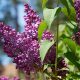 OAKGLEN BLOG DEFAULT IMG